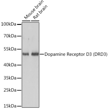 Dopamine Receptor D3 (DRD3) Rabbit Polyclonal Antibody