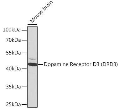 Dopamine Receptor D3 (DRD3) Rabbit Polyclonal Antibody