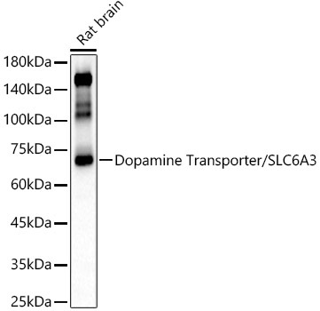 Dopamine Transporter/SLC6A3 Rabbit Polyclonal Antibody