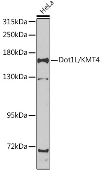 Dot1L/KMT4 Rabbit Polyclonal Antibody