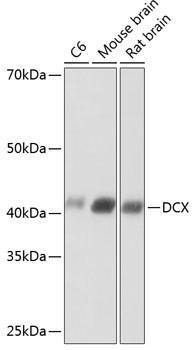 Doublecortin Rabbit Monoclonal Antibody
