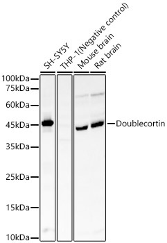 Doublecortin Rabbit Monoclonal Antibody