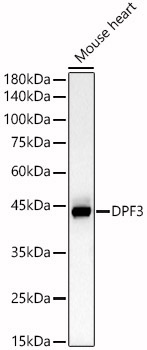 DPF3 Rabbit Polyclonal Antibody
