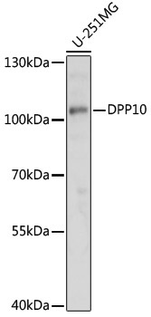 DPP10 Rabbit Polyclonal Antibody