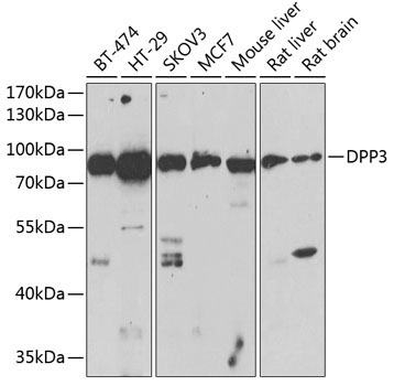 DPP3 Rabbit Polyclonal Antibody