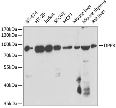 DPP3 Rabbit Polyclonal Antibody