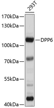 DPP6 Rabbit Polyclonal Antibody