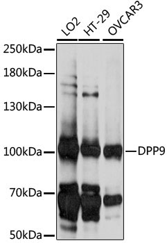 DPP9 Rabbit Polyclonal Antibody