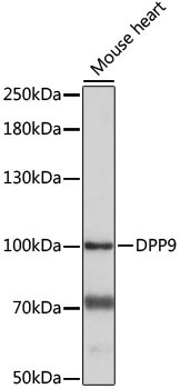 DPP9 Rabbit Polyclonal Antibody