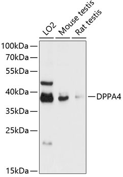 DPPA4 Rabbit Polyclonal Antibody