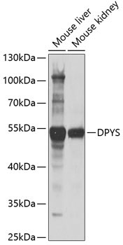 DPYS Rabbit Polyclonal Antibody