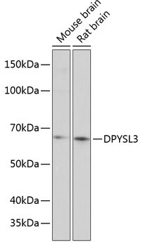 DPYSL3 Rabbit Polyclonal Antibody