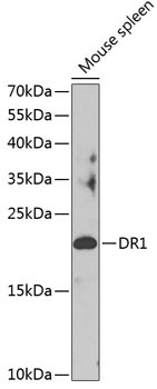 DR1 Rabbit Polyclonal Antibody