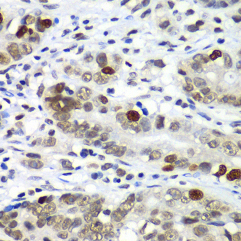 DR1 Rabbit Polyclonal Antibody - Image 2