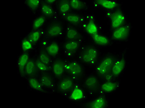 DR1 Rabbit Polyclonal Antibody - Image 3
