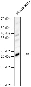 DR1 Rabbit Polyclonal Antibody