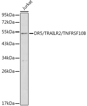 DR5/TRAILR2/TNFRSF10B Rabbit Polyclonal Antibody