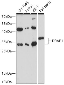 DRAP1 Rabbit Polyclonal Antibody