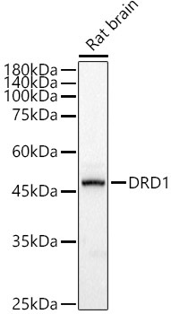 DRD1 Rabbit Polyclonal Antibody