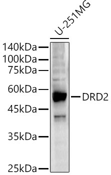 DRD2 Rabbit Polyclonal Antibody
