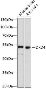 DRD4 Rabbit Polyclonal Antibody