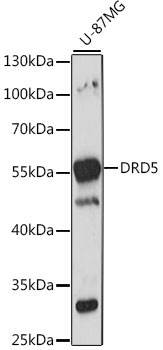 DRD5 Rabbit Polyclonal Antibody