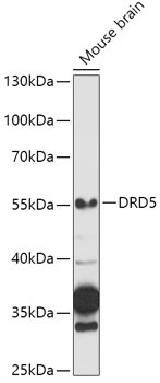 DRD5 Rabbit Polyclonal Antibody - Image 2