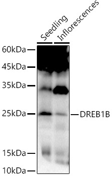 DREB1B Rabbit Polyclonal Antibody