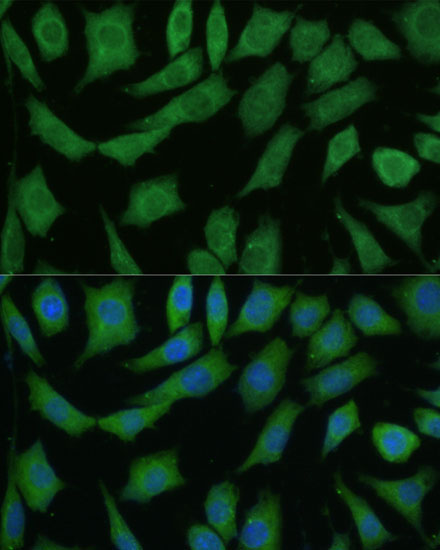 DRG2 Rabbit Polyclonal Antibody - Image 3