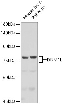 DRP1 Rabbit Polyclonal Antibody - Image 2