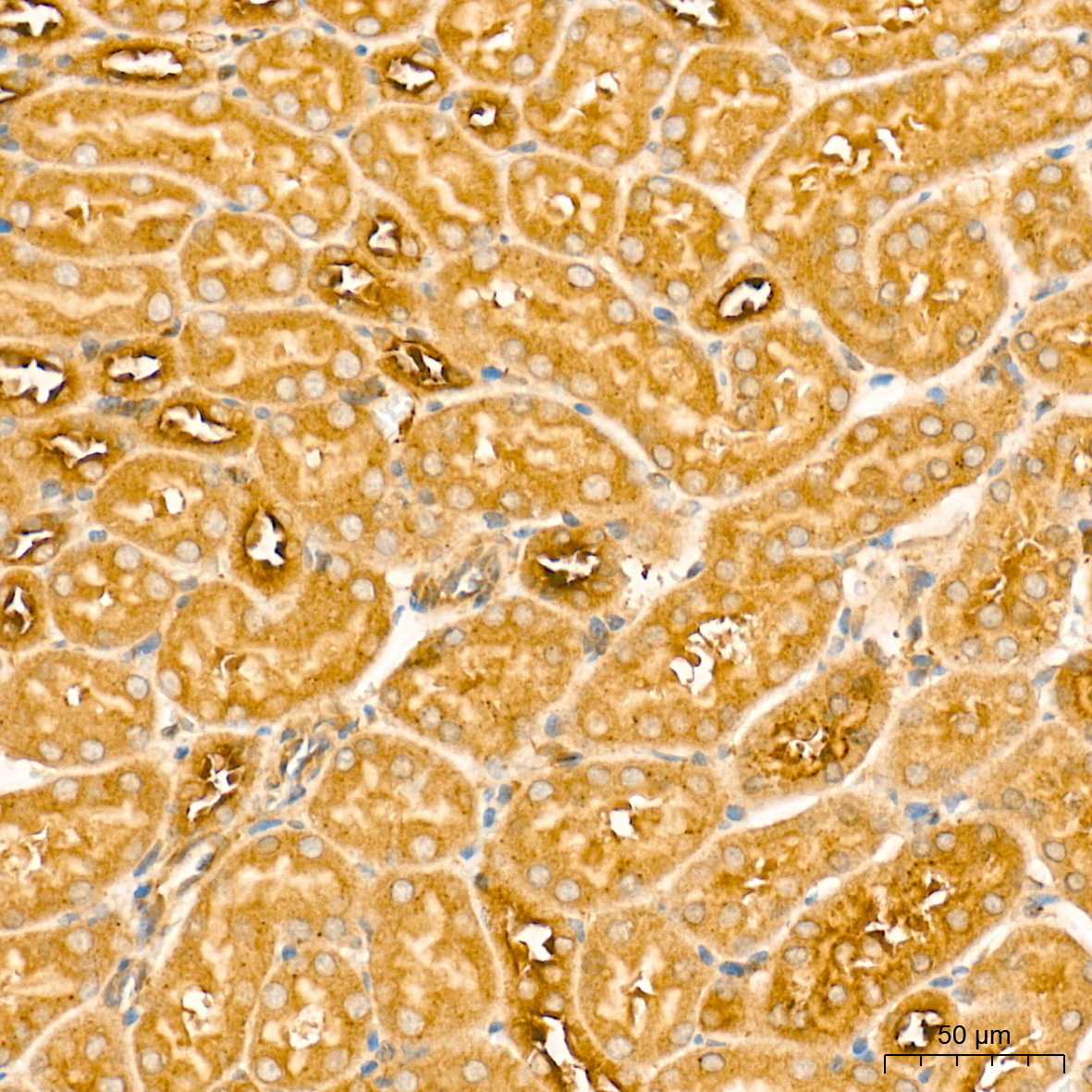 DRP1 Rabbit Polyclonal Antibody - Image 3