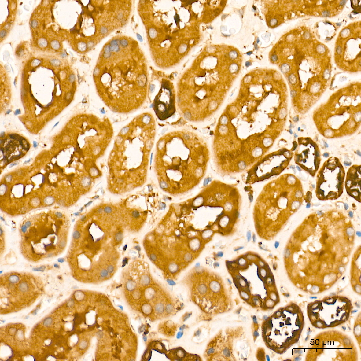 DRP1 Rabbit Polyclonal Antibody - Image 4