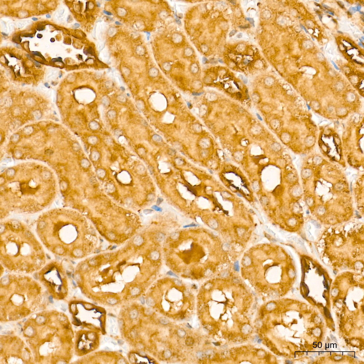 DRP1 Rabbit Polyclonal Antibody - Image 5