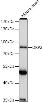 DRP2 Rabbit Polyclonal Antibody