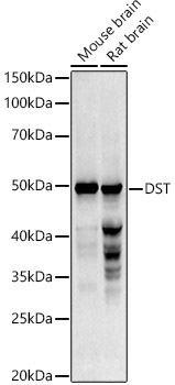 DST Rabbit Polyclonal Antibody