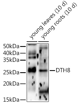 DTH8 Rabbit Polyclonal Antibody