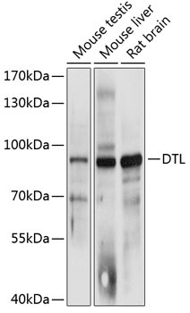 DTL Rabbit Polyclonal Antibody