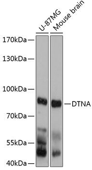 DTNA Rabbit Polyclonal Antibody