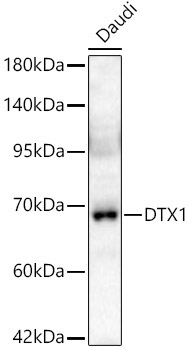 DTX1 Rabbit Polyclonal Antibody
