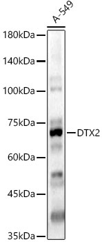 DTX2 Rabbit Polyclonal Antibody