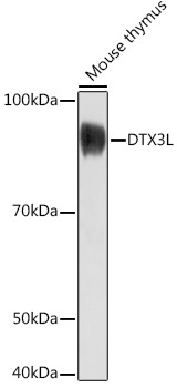 DTX3L Rabbit Polyclonal Antibody