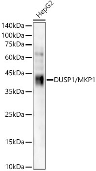 DUSP1/MKP1 Rabbit Monoclonal Antibody