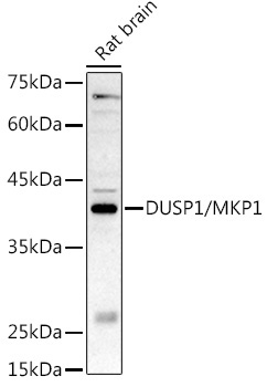 DUSP1/MKP1 Rabbit Polyclonal Antibody