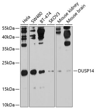 DUSP14 Rabbit Polyclonal Antibody