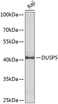 DUSP5 Rabbit Polyclonal Antibody