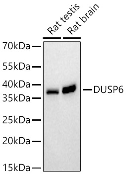 DUSP6 Rabbit Monoclonal Antibody - Image 2