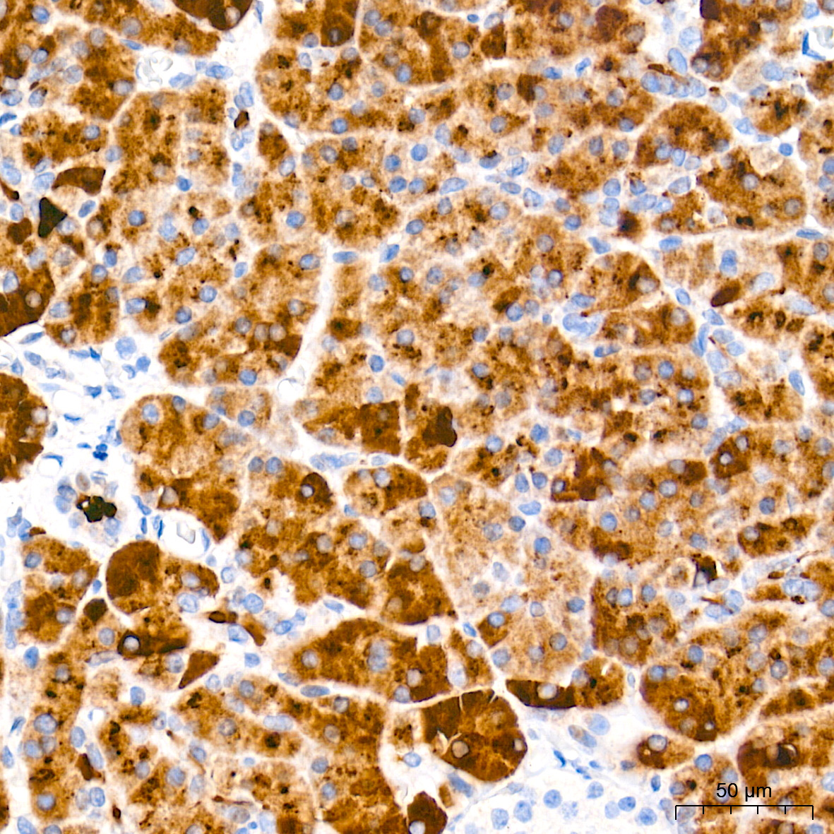 DUSP6 Rabbit Monoclonal Antibody - Image 3
