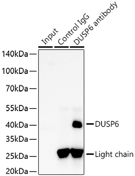 DUSP6 Rabbit Monoclonal Antibody - Image 4