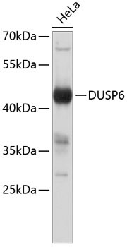 DUSP6 Rabbit Polyclonal Antibody
