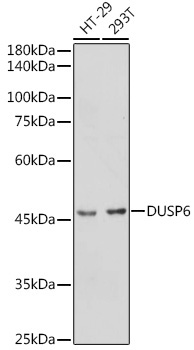 DUSP6 Rabbit Polyclonal Antibody